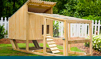 Build a DIY Chicken Coop