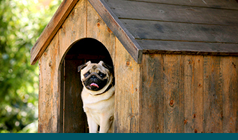 Build a DIY Dog House